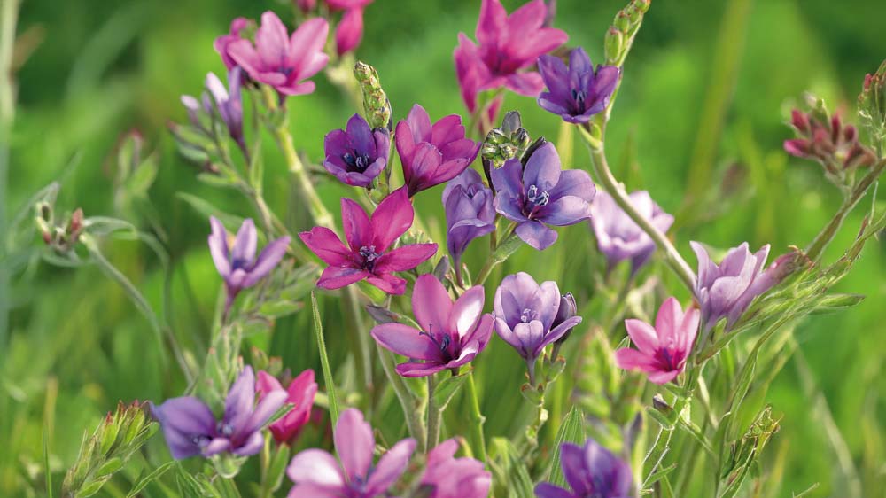 Bavianblomster - Bland Selv Frø