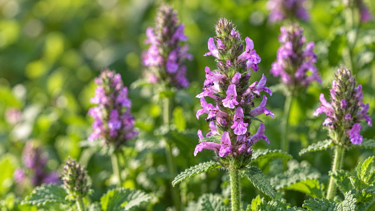 Galtetand (Stachys) - Bland Selv Frø