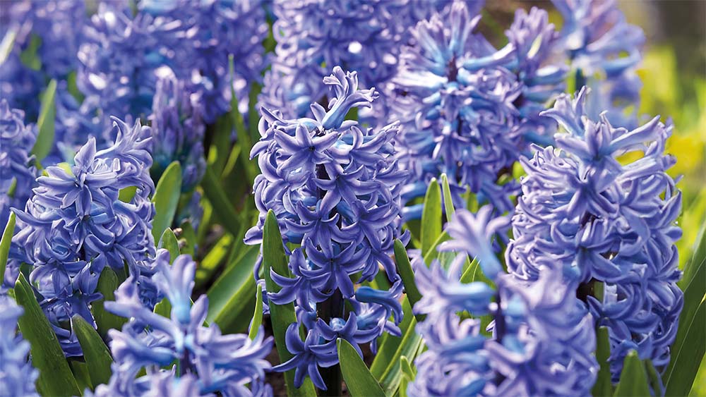 Blå forårsblomster - Bland Selv Frø
