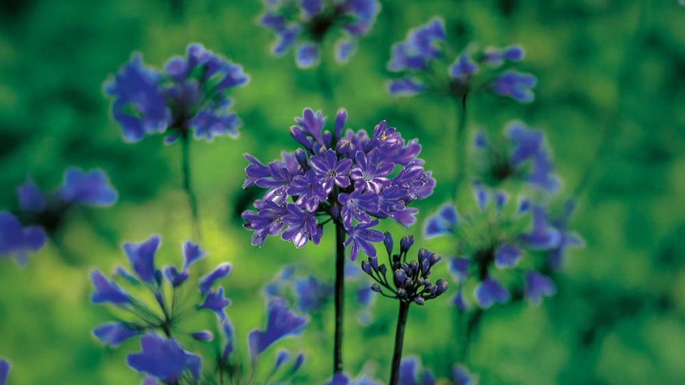 Blå skærmliljer - Bland Selv Frø