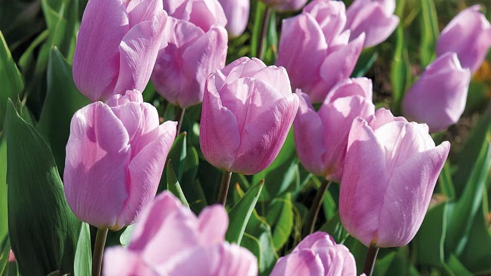 Blå tulipaner - Bland Selv Frø