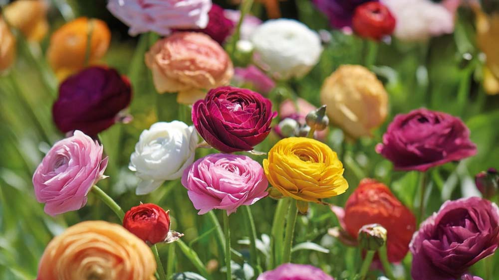 Blomsterknolde - Bland Selv Frø