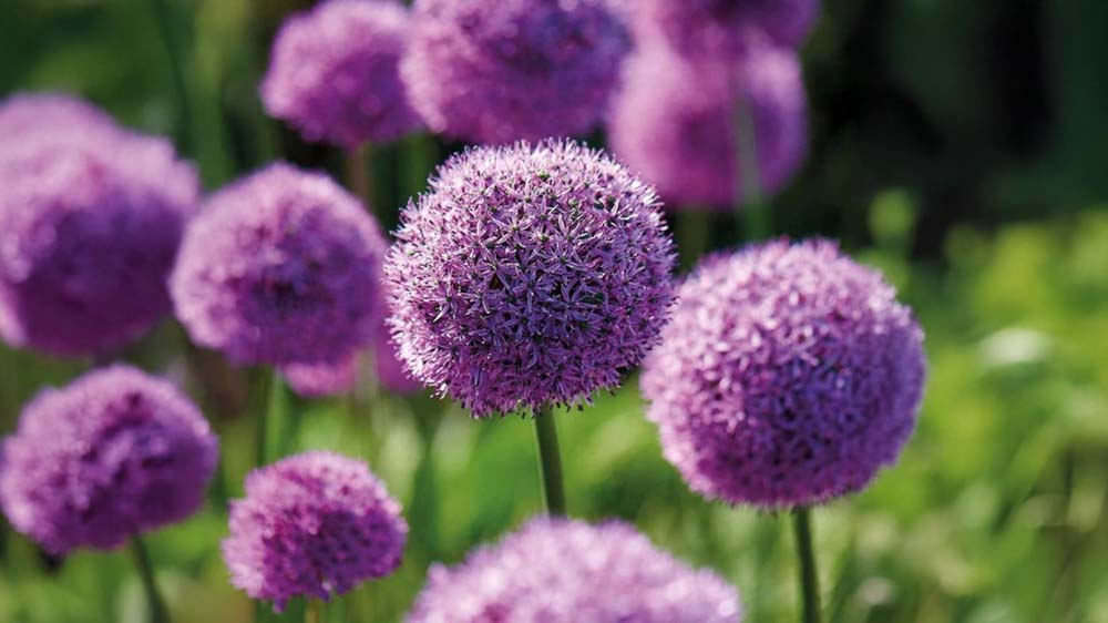 Blomsterløg - Bland Selv Frø