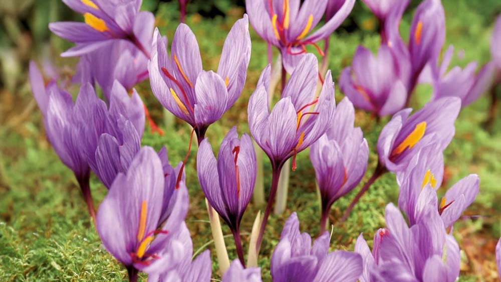 Blomsterløg efterår - Bland Selv Frø