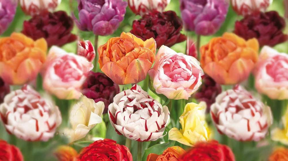 Blomsterløg forår - Bland Selv Frø