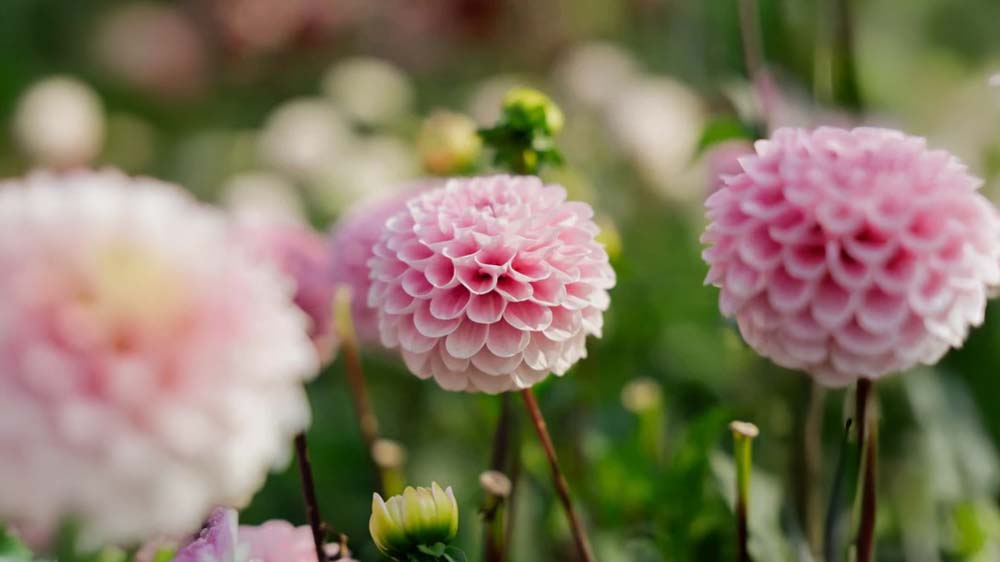 Blomsterløg sommer - Bland Selv Frø