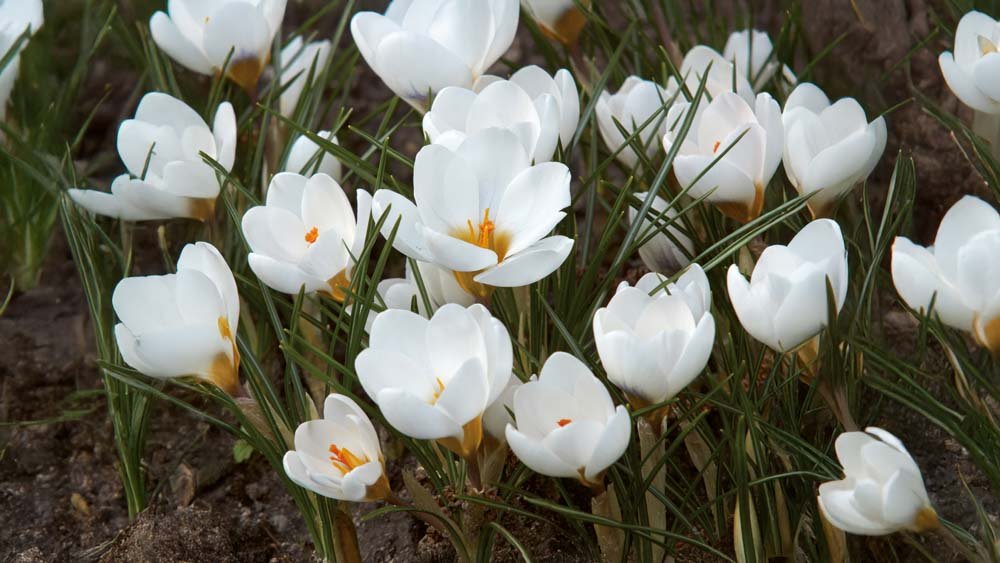 Botanisk krokus - Bland Selv Frø