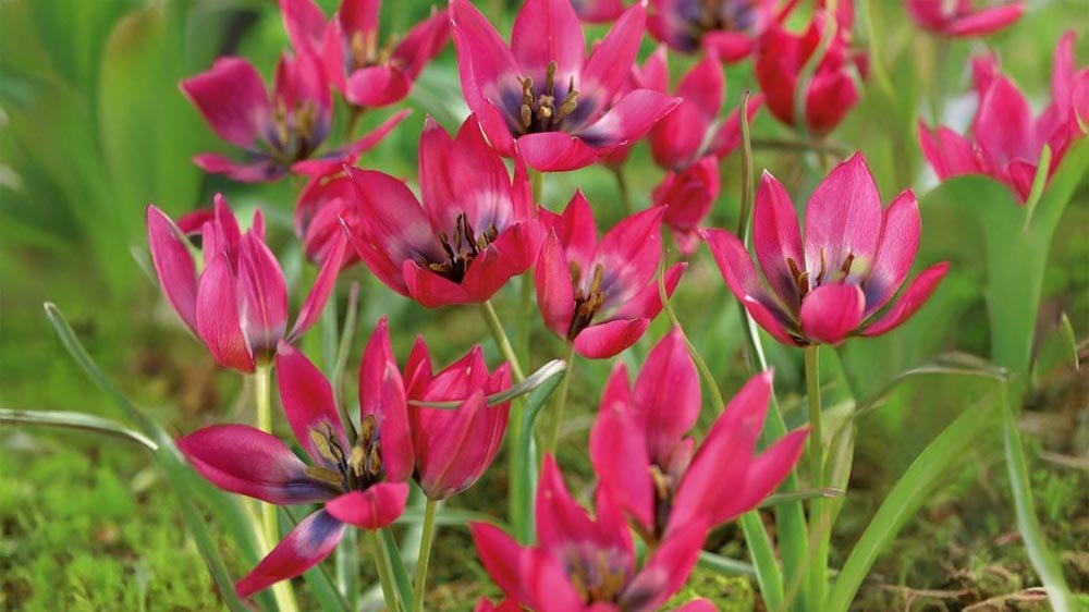 Botaniske tulipaner - Bland Selv Frø