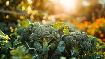 Broccoli frø - Bland Selv Frø