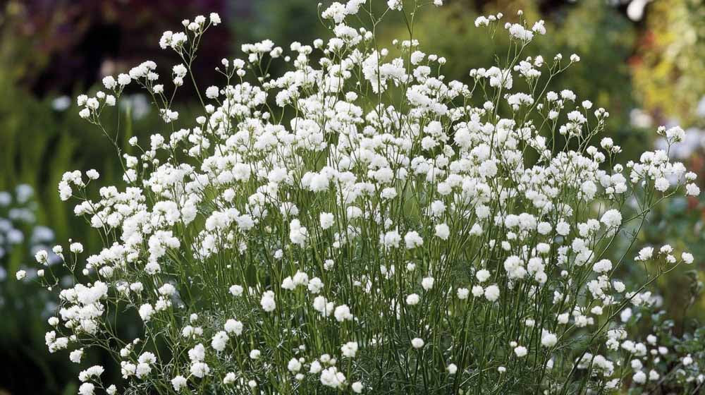 Brudeslor Blomst Pris Brudeslor Blomst Pris