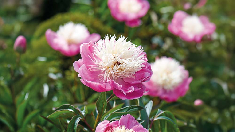 Bunddækkende stauder - Bland Selv Frø