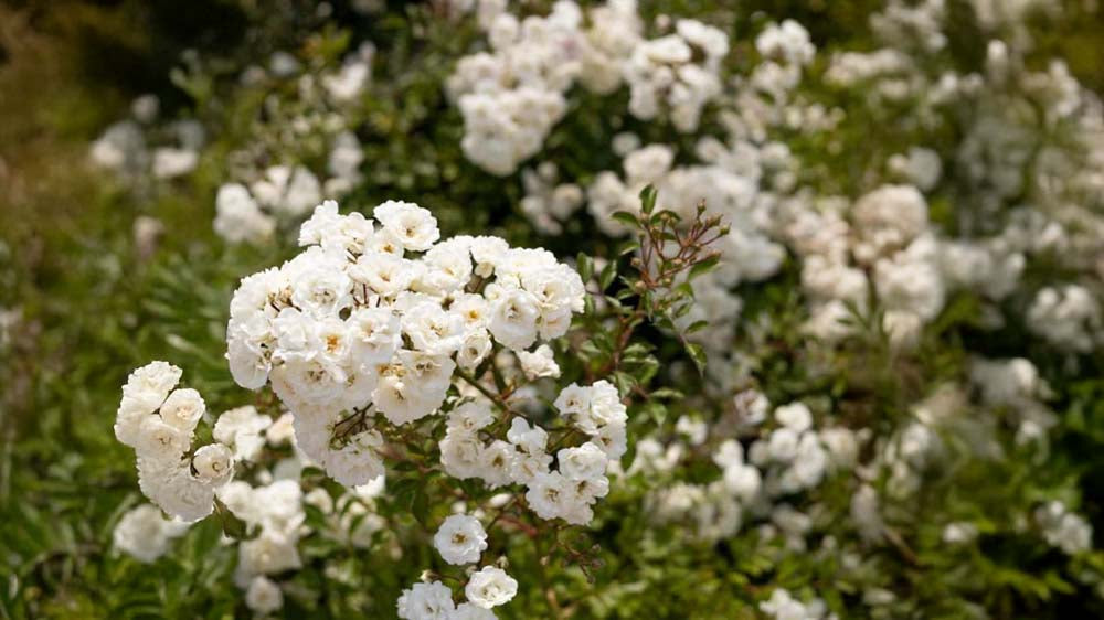 Bunddækkeroser - Bland Selv Frø