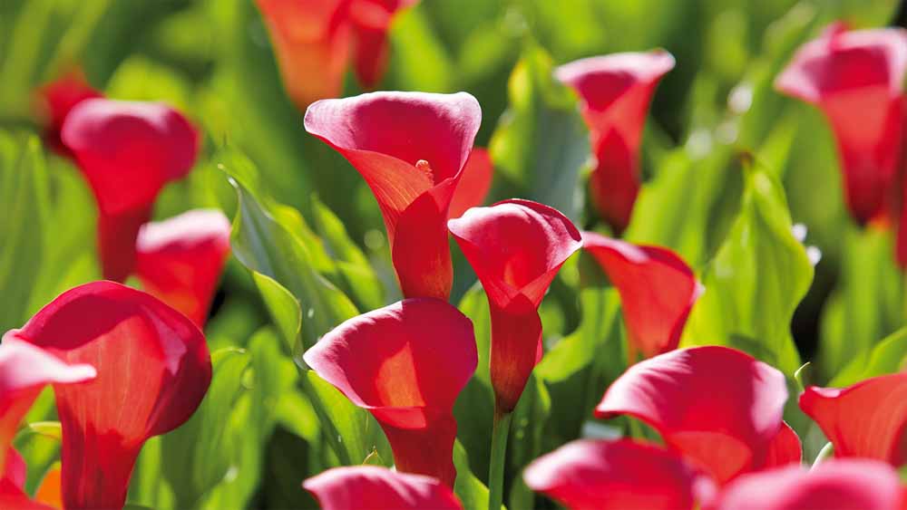 Calla Farm Calla | Køb dine smukke calla blomster her hos Bland Selv Frø!