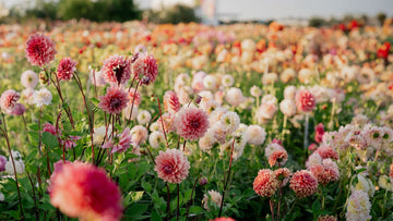 Dahlia - Bland Selv Frø