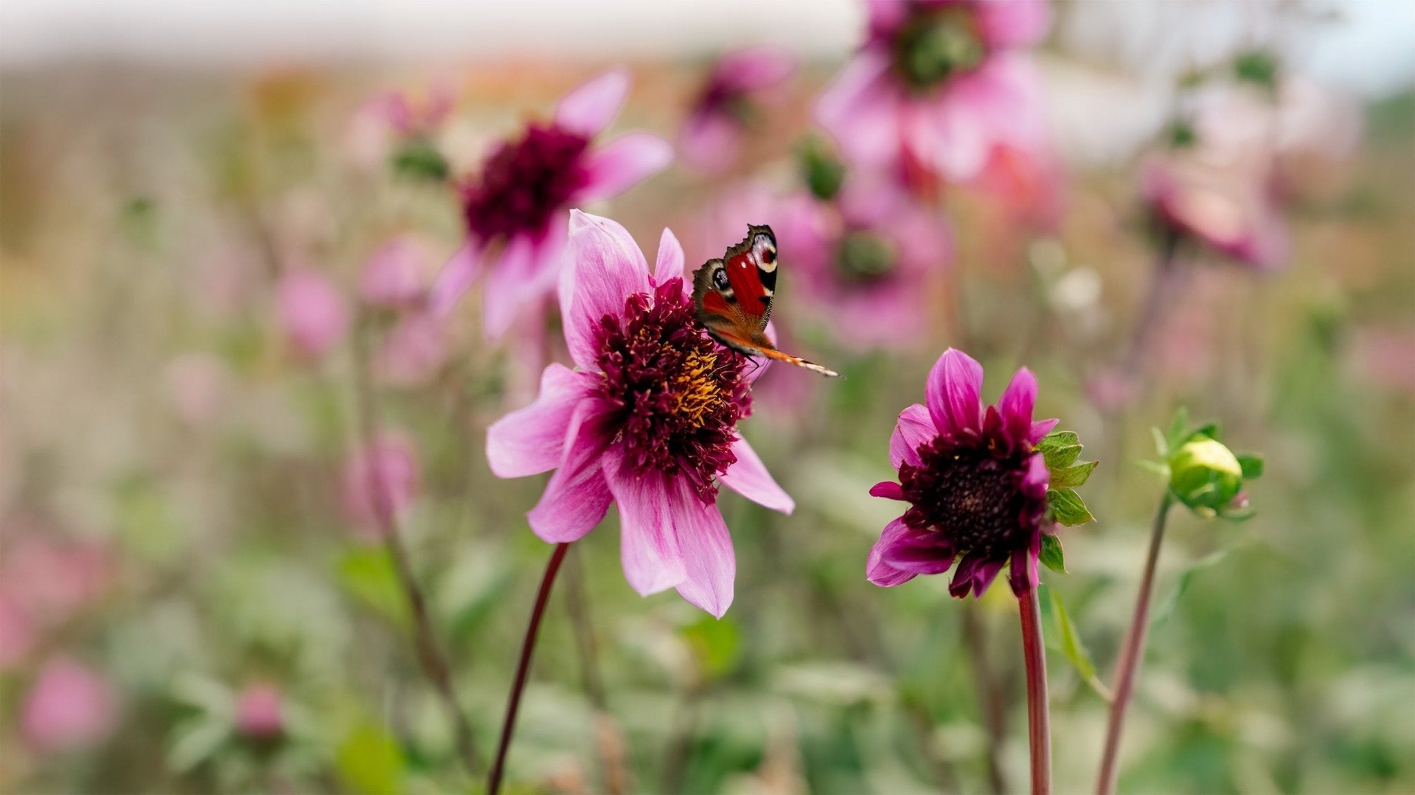 Dahlia Anemone - Bland Selv Frø