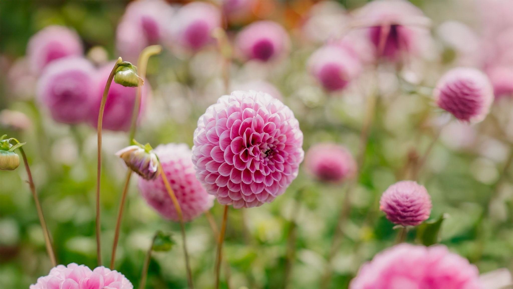 Dahlia Ball - Bland Selv Frø