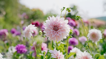 Dahlia Cafe Au Lait - Bland Selv Frø