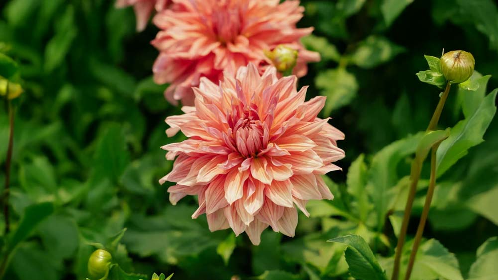 Dahlia dinnerplate - Bland Selv Frø