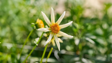 Dahlia Diverse - Bland Selv Frø