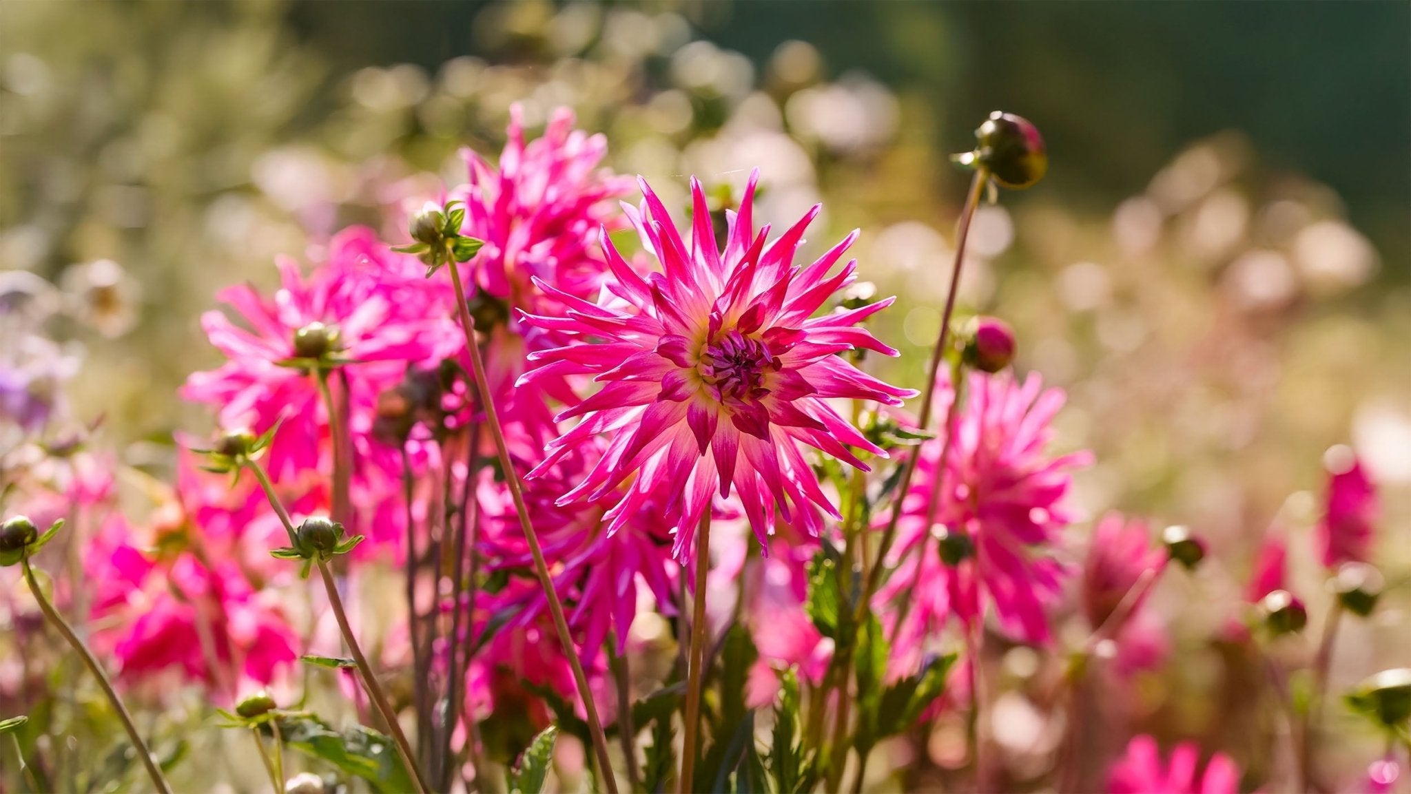 Dahlia Dobbelt Orkidé - Bland Selv Frø