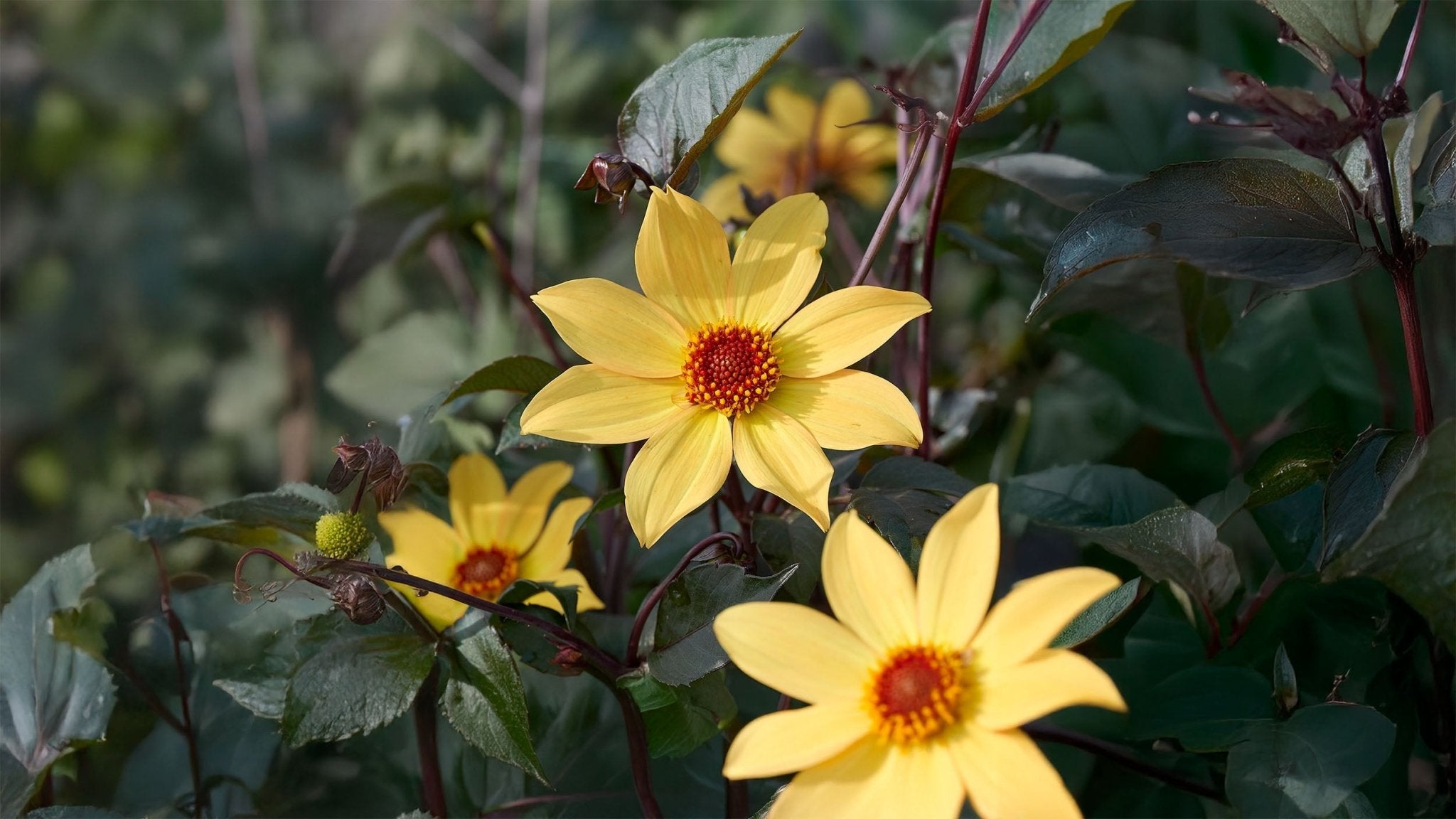 Dahlia Enkeltblomstrende - Bland Selv Frø