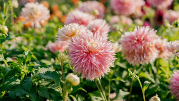 Dahlia Frynsede - Bland Selv Frø