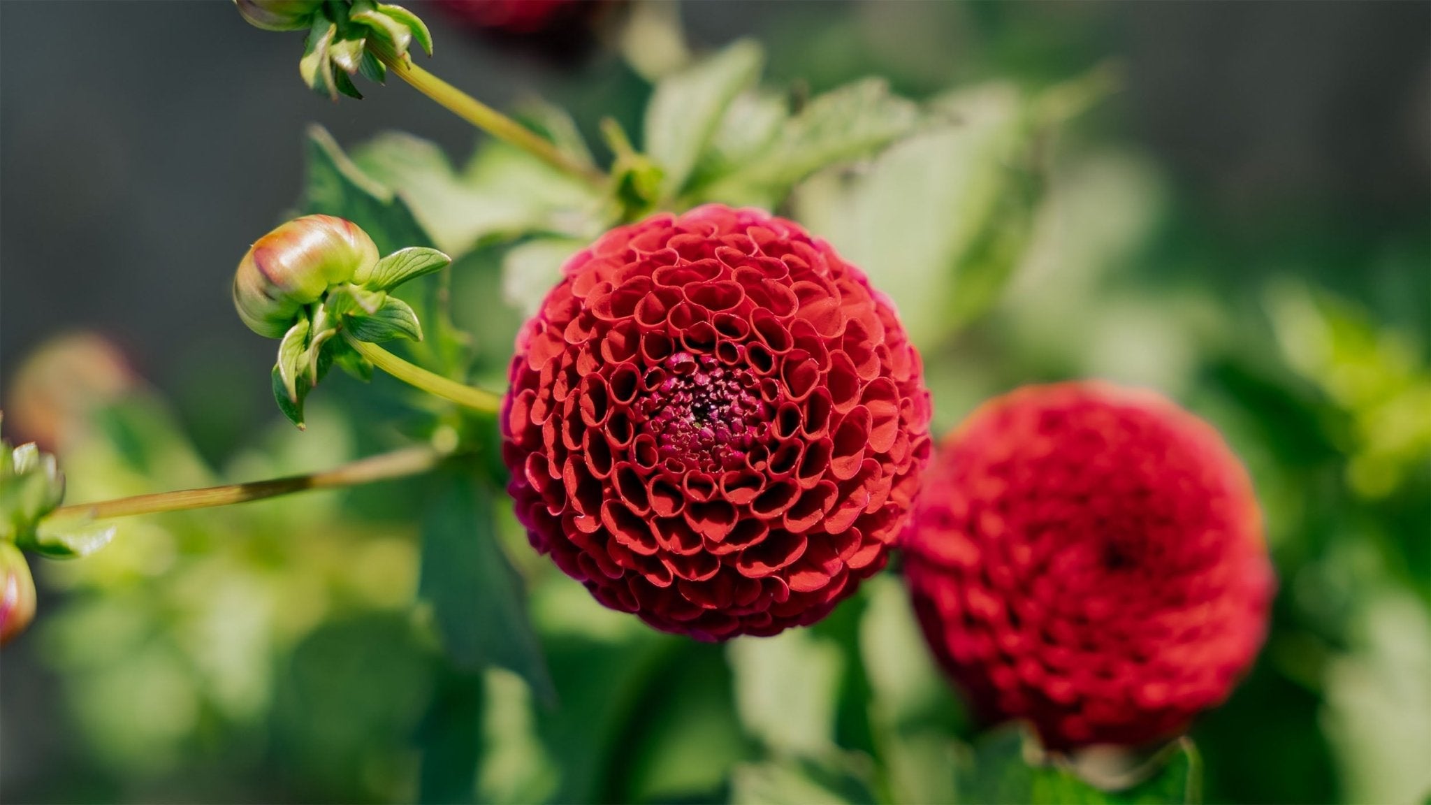 Dahlia Pompon - Bland Selv Frø