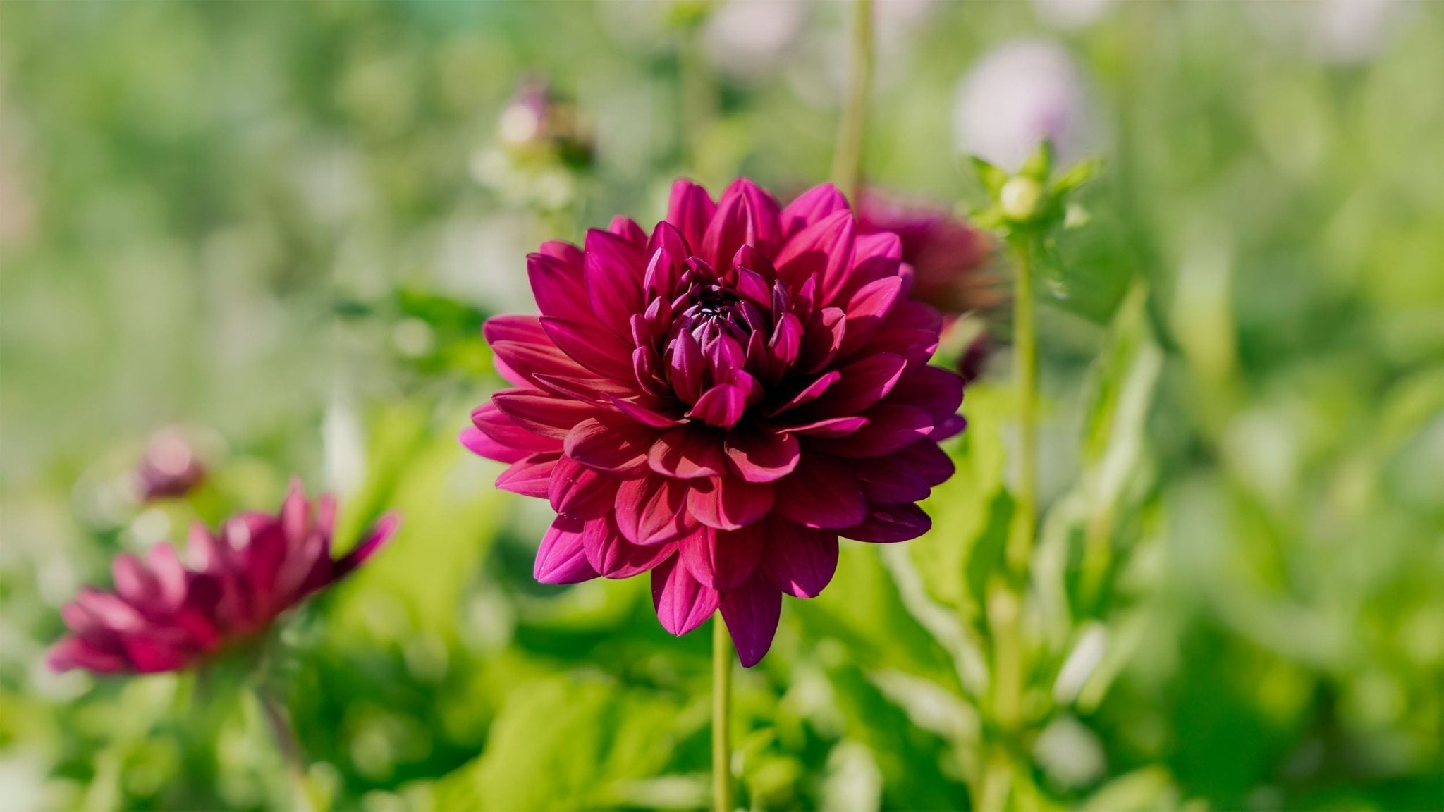 Dahlia Semi-kaktus - Bland Selv Frø