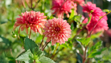 Dahlia Stellar - Bland Selv Frø