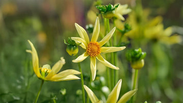 Dahlia Stjerne - Bland Selv Frø