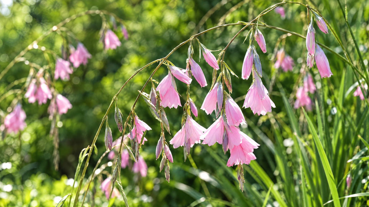 Dierama