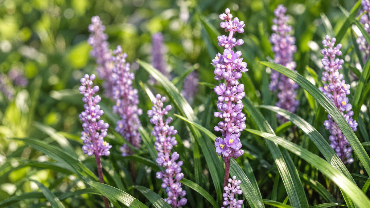 Druelilje (Liriope)