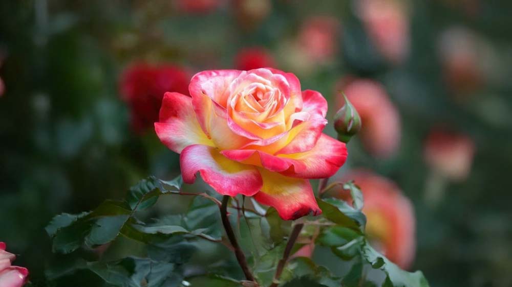 Duftende roser - Bland Selv Frø