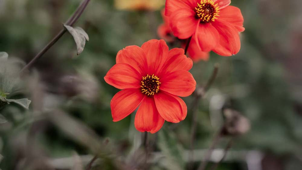 Efterårsblomster - Bland Selv Frø