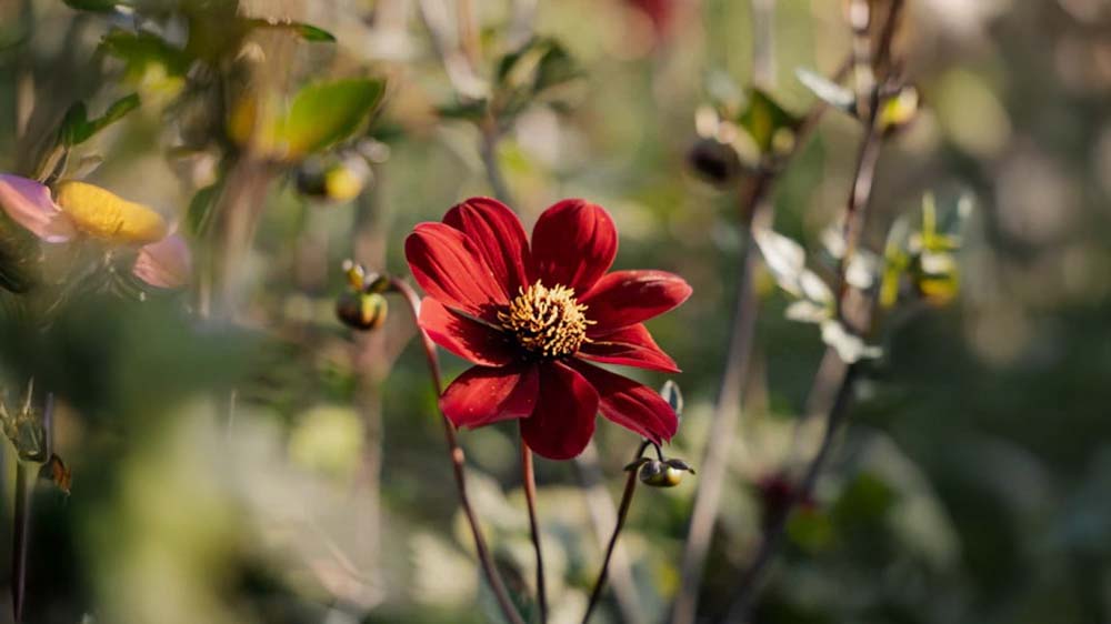Efterårsblomster til krukker - Bland Selv Frø