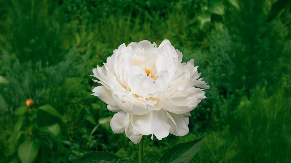 Efterårsblomstrende stauder - Bland Selv Frø