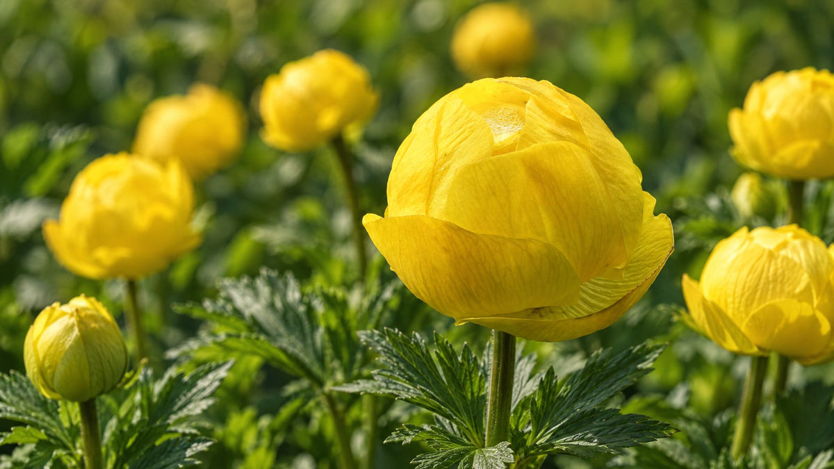 Engblomme (Trollius) - Bland Selv Frø