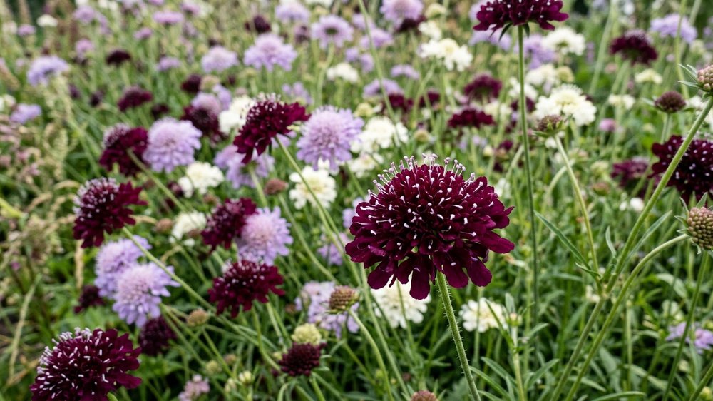 Enkeblomst frø