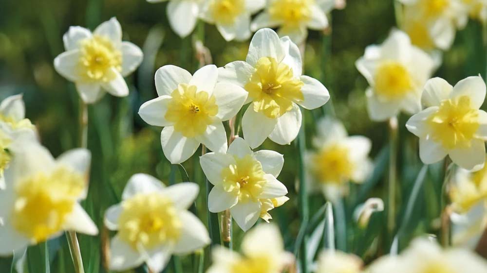 Flerårige blomsterløg - Bland Selv Frø
