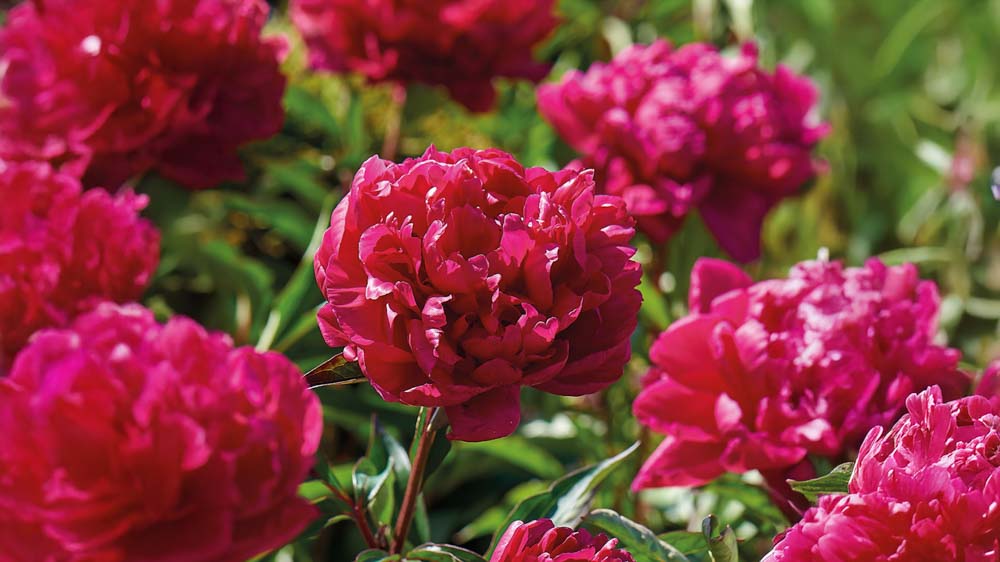 Flerårige stauder - Bland Selv Frø