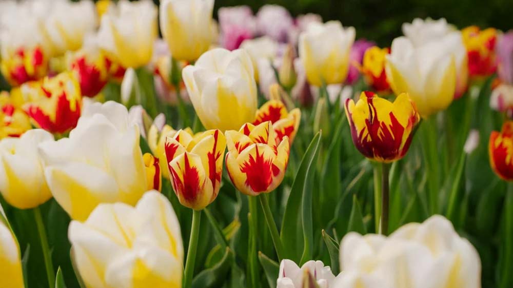 Forårsblomster til krukker - Bland Selv Frø