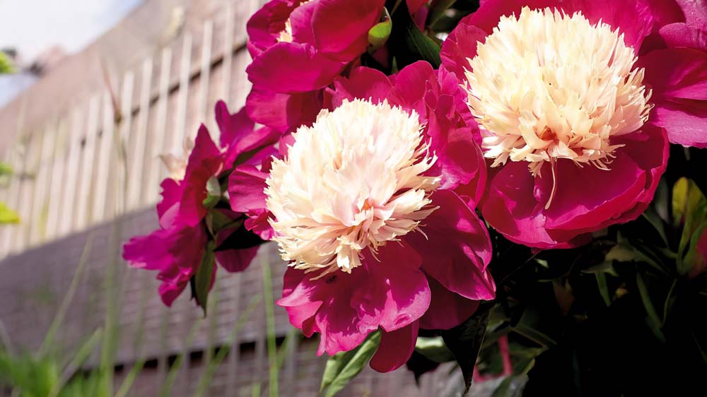 Forårsblomstrende stauder - Bland Selv Frø