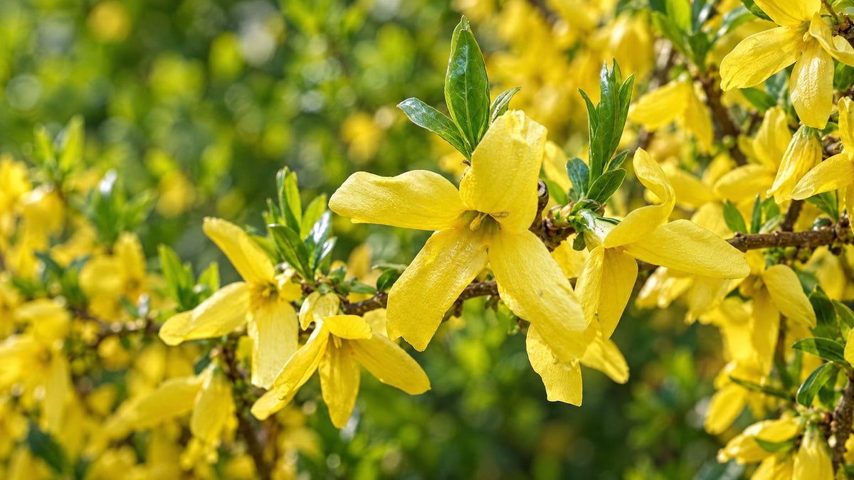 Forsythia buske