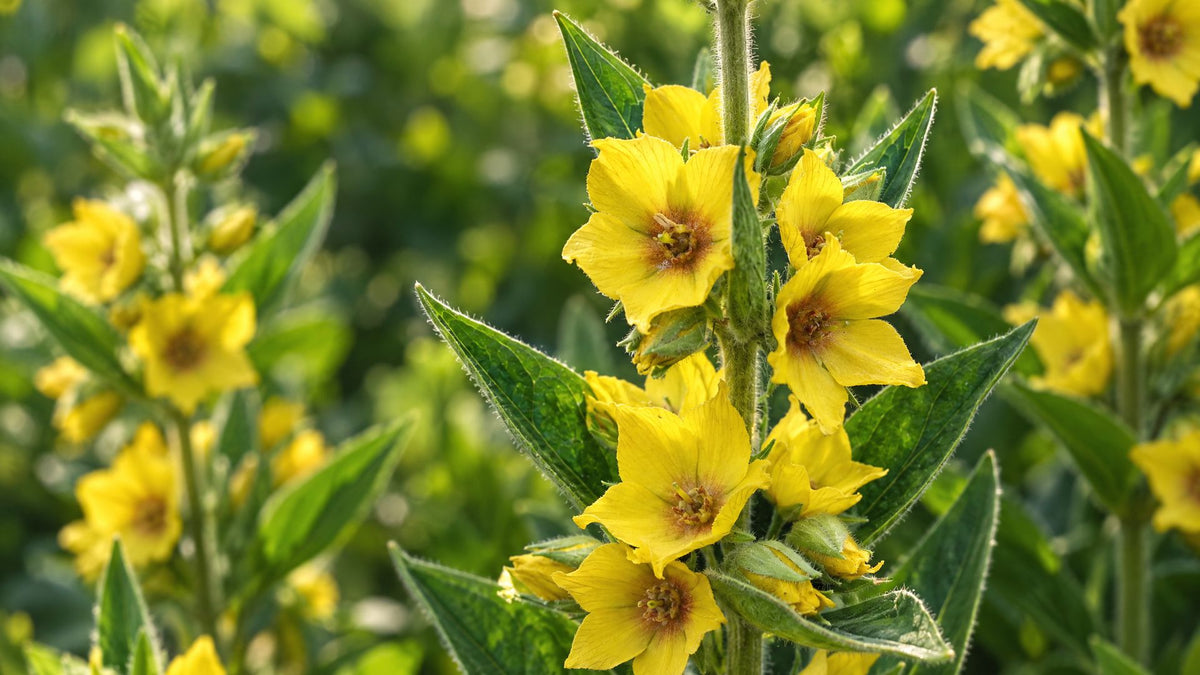 Fredløs (Lysimachia) - Bland Selv Frø