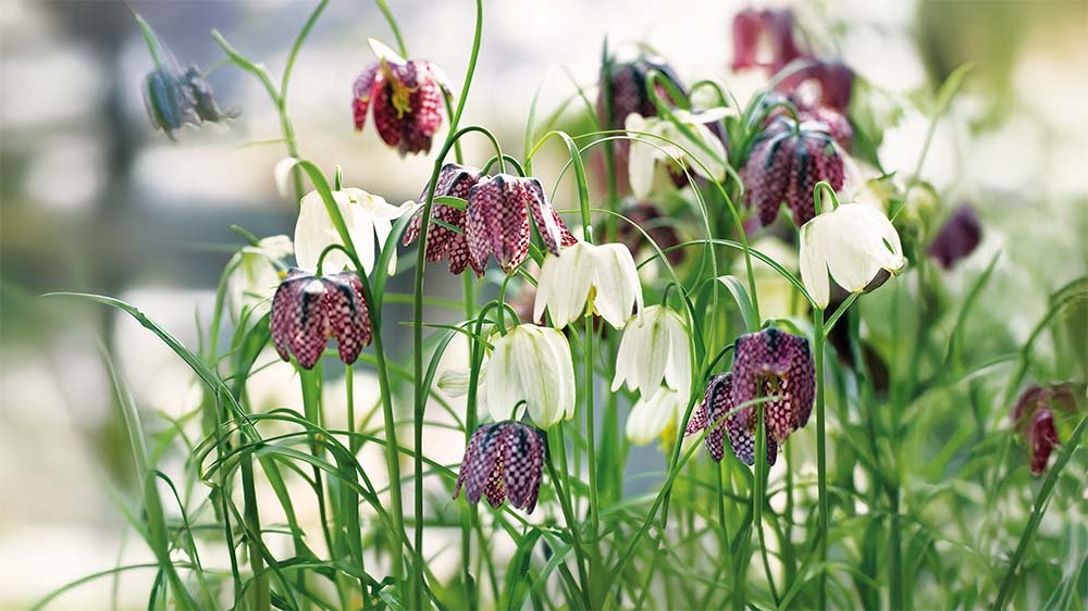 Fritillaria - Bland Selv Frø