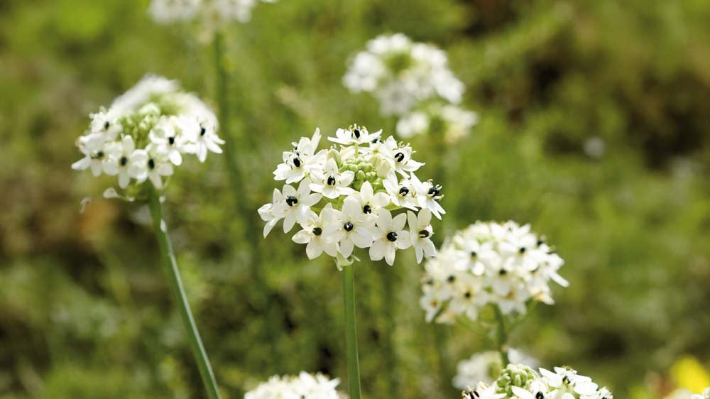 Fuglemælk - Bland Selv Frø