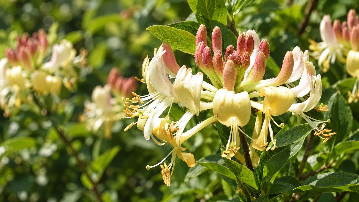 Gedeblad (Lonicera)
