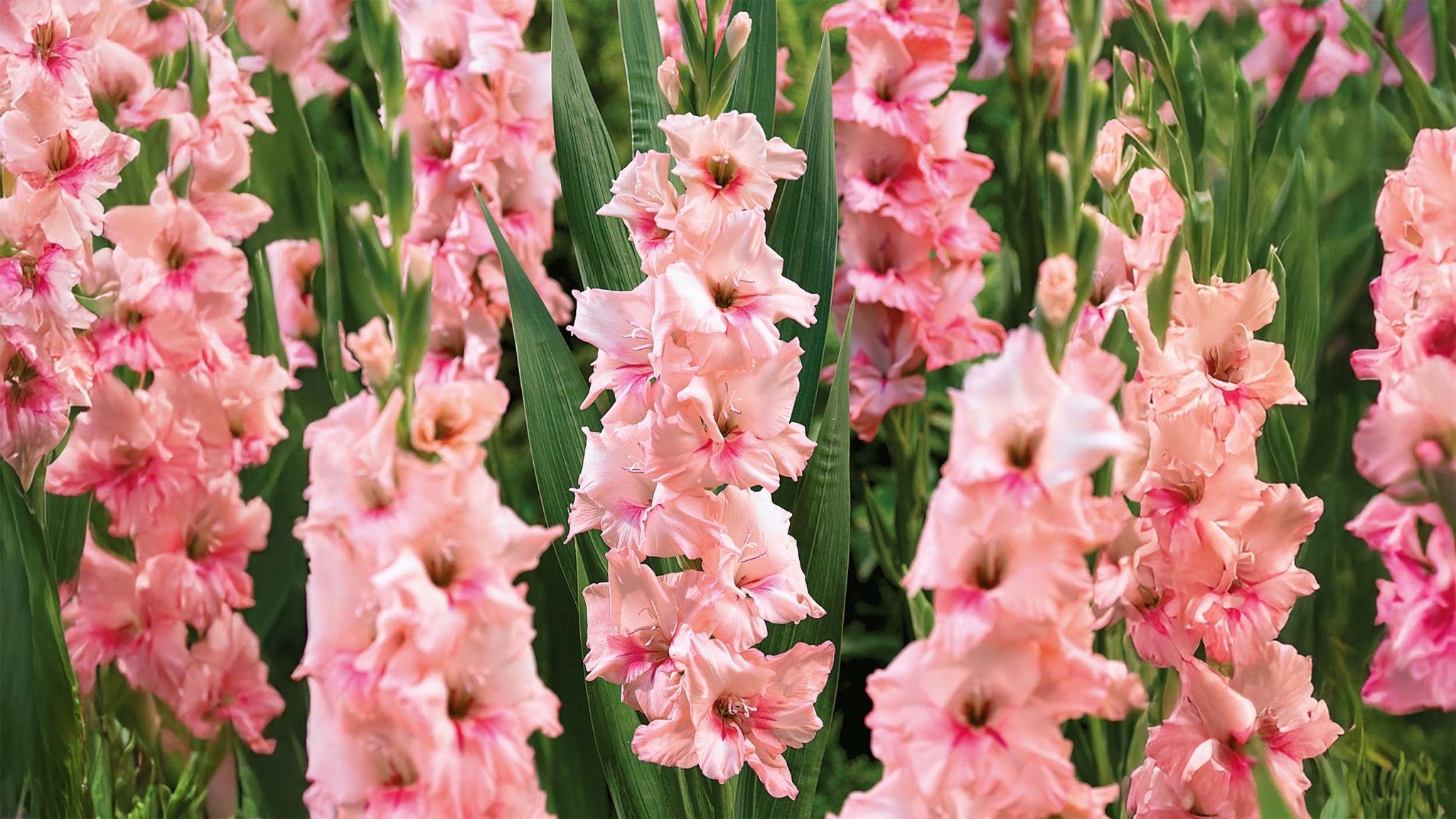 Gladiolus - Bland Selv Frø