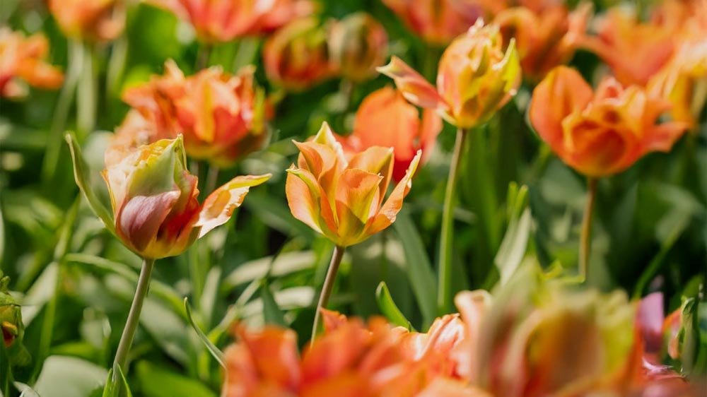 Grønne tulipaner - Bland Selv Frø
