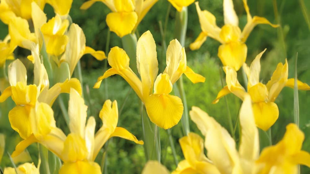 Gul iris - Bland Selv Frø